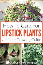 lipstick plant care guide how to care