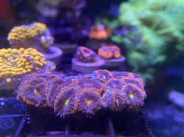 Sbb little shop of horror 149.99. For Sale Corals For Sale