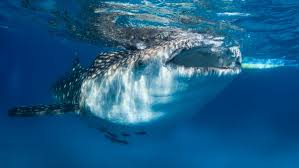 whale shark facts you probably didn t