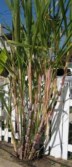 How To Grow Sugar Cane Simple Easy Tips For Growing In Many Climates