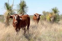 how-do-cows-live-in-the-desert