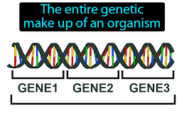 genotype definition image gamesmartz