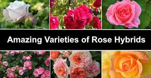 23 types of roses with pictures and