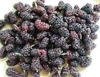 Are there any poisonous berries that look like mulberries?