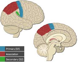 The primary somatosensory cortex is responsible for processing somatic sensations, which arise from receptors positioned throughout the body that the primary somatosensory cortex functions as a topographical map of the body. Other Somatosenory Cortex Areas