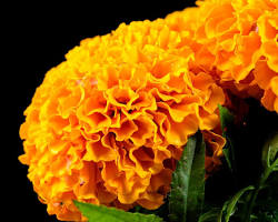 Marigold flowers (cempaxúchil)