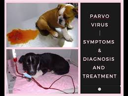A new owner should watch the puppy's body language. Pet Care Deadly Sickness For Dogs Puppys Parvovirus Symptoms Diagnosis Treatment Bholashola Youtube