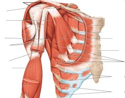 There are around 650 skeletal muscles within the typical human body. Anterior Deep View Of Chest And Shoulder Muscles