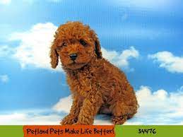 toy poodle dog male red 2636574 petland
