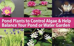 Pond Plants To Control Algae Balance