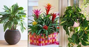 12 Affordable Houseplants You Can Get