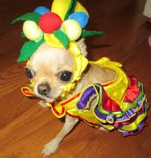 Image result for animals in funny clothes