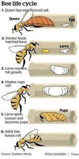 Bee Related Charts Bee Bee Life Cycle Bee Keeping