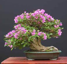bougainvillea bonsai tree varieties