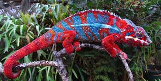 panther chameleon rature panther
