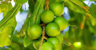 grow and care for a macadamia nut tree