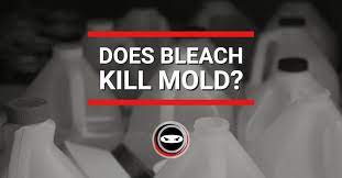 Does Bleach Kill Mold Is Bleach An