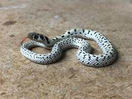The snake will switch to its predatory mode and then you can watch him hunt down his meal. Don S Garter Snakes Home Facebook
