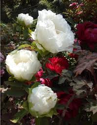 Le peonie sono fiori raffinati e preziosi simili alle rose ma senza spine: Le Peonie Per Le Quali Kusunoki Si Tolse L Armatura Orto Botanico