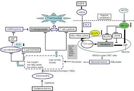 Targeting Strategies For Glucose Metabolic Pathways And T