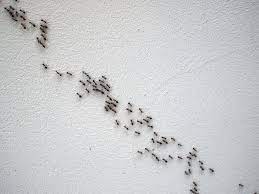 here s why ants are in your room even