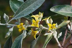 russian olive facts and health benefits