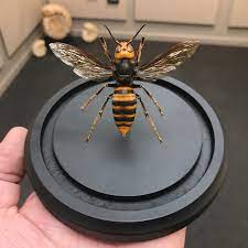 giant asian giant anese hornet