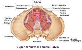 postpartum pelvic floor recovery