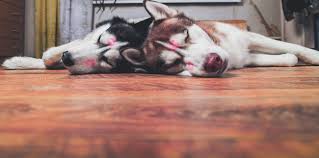 two husky dog kissed lying on the floor