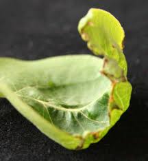 Maybe you would like to learn more about one of these? Follow Up On Tree Lilac Leaf Deformation Question 126331 Ask Extension