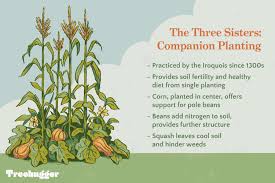 the three sisters planting corn beans