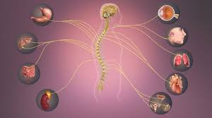 sympathetic nervous system physiopedia