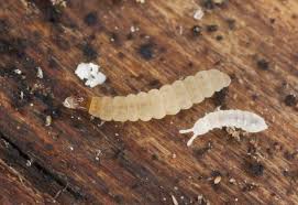 White Bugs In My Worm Compost