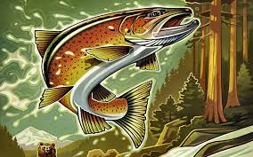 hd trout fishing wallpapers peakpx