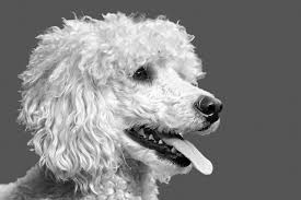 Best Dog Hair Grooming Clippers For Poodles