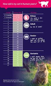 Cat Age Chart How Old Is Your Cat In Human Years Janet