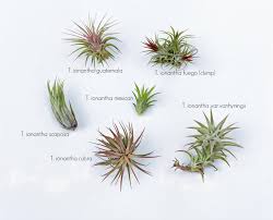 Make a loose basket or spiral shape to hold the plant, and at the other end. Common Tillandsia Ionantha Forms Air Plant Design Studio