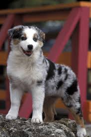 8 Things You Didnt Know About The Australian Shepherd
