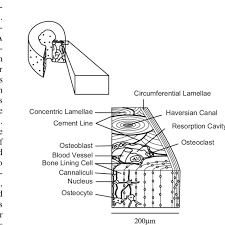 Some, mostly older, compact bone is remodelled to form these haversian systems (or osteons). Histological Structure Of Compact Bone Download Scientific Diagram