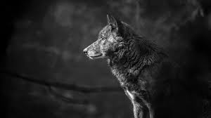 Wolf wallpapers, backgrounds, images 3840x2400— best wolf desktop wallpaper sort wallpapers by: Black Wolf 4k Wallpapers Top Free Black Wolf 4k Backgrounds Wallpaperaccess