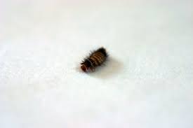 how to get rid of carpet beetles by
