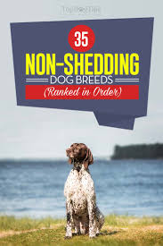 35 non shedding dog breeds dogs that