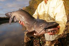 Channel Catfish Weight Conversion Chart