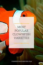 Clownfish Varieties 9 Most Popular Clownfish For The Home
