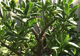jade plant home garden information