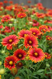 Fall Flowers To Plant In Your Garden