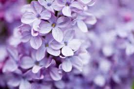 meaning of lilac its symbolism
