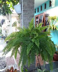 30 Best Ferns For Containers That Grow