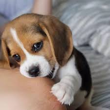 akc beagle puppies reserved akc beagle