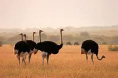 When did ostriches stop flying?